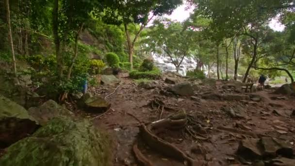 熱帯木セイバ — ストック動画