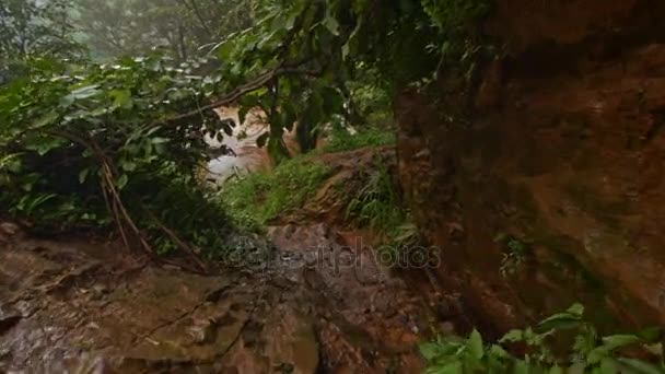 Caméra se déplaçant à travers les branches — Video