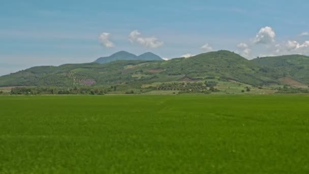 Gränslös risfält — Stockvideo