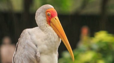 Büyük portakal bill ile vinç 