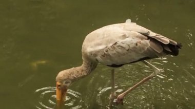 Vinç sığ su birikintisi içinde duruyor