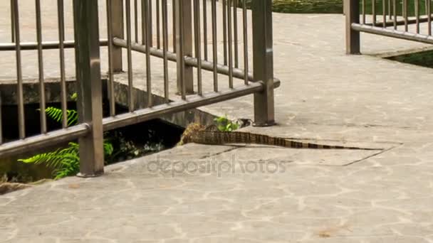 Monitor lagarto arrastrándose en el parque — Vídeos de Stock