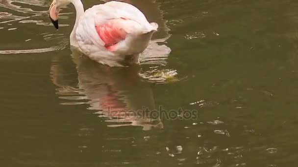 Rosa Flamingo stående i vatten — Stockvideo