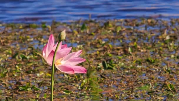 Vento scuote fiore di loto e bocciolo — Video Stock