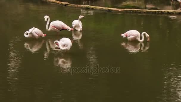 Flamants roses debout dans l'eau — Video