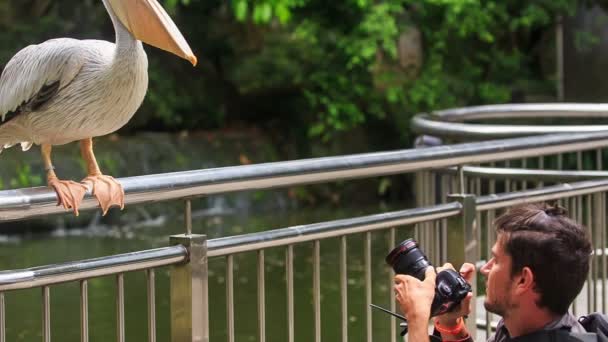 Mann erschießt großen weißen Pelikan — Stockvideo