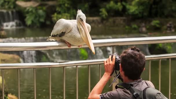 Man schieten van de grote witte pelikaan — Stockvideo