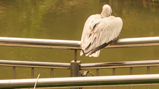 Крупный белый пеликан на металлических рельсах — стоковое видео