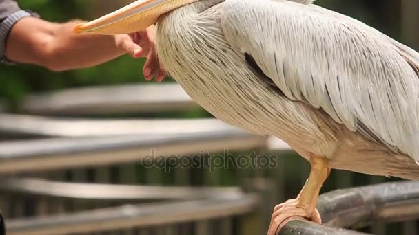 Pelicano branco grande — Vídeo de Stock