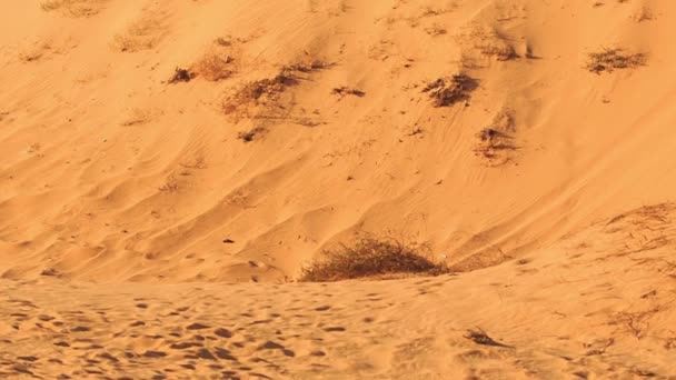Камера рухається від ноги до піщаної дюни — стокове відео