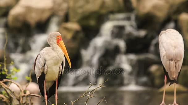 Sandhill Cranes resting on stony bank — Stock Video