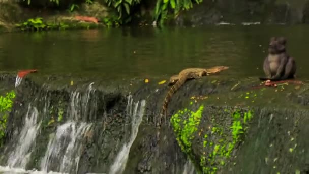 Монітор плавання ящірки на кам'яному березі — стокове відео