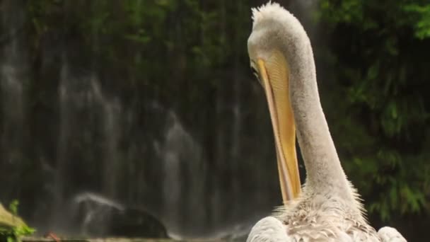 Grote witte pelikaan — Stockvideo