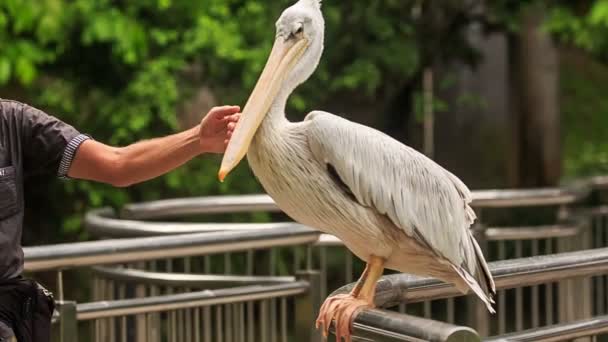 Large white pelican — Stock Video