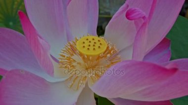 güzel pembe çiçek lotus pistil ile