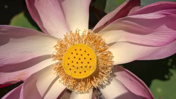 Beautiful pink flower lotus with pistil — Stock Video