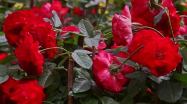 Bahçedeki kırmızı güller