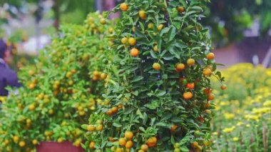 mandalina ağaçları semt pazarı üzerinde olgunlaşmış meyve dolu 