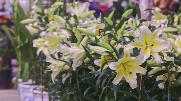 Lilac flowers in pots on street market — Stock Video