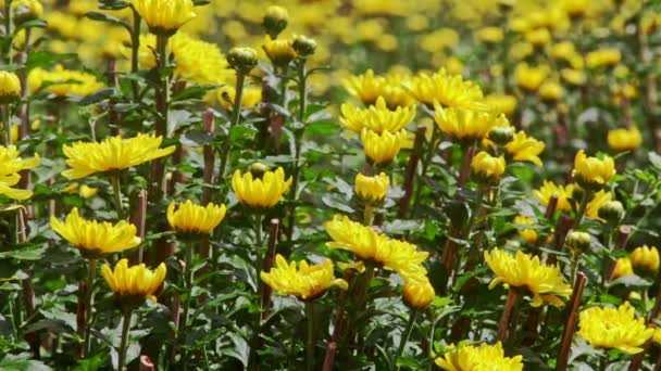 Nahaufnahme Makro gelbe Chrysanthemenblüten — Stockvideo