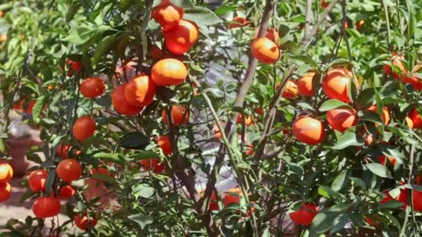 Mandariner på trädgrenar — Stockvideo