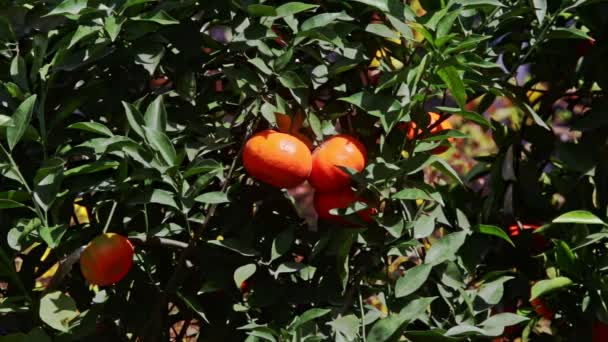 Mandarins on tree branches — Stock Video