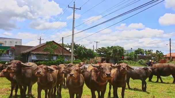 Touros ruminar e olhar para a câmera — Vídeo de Stock