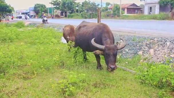 Bull grazes on grass tropical meadow — Stock Video