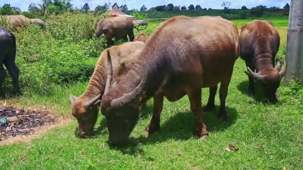 Pâturages de taureaux sur prairie tropicale verte — Video