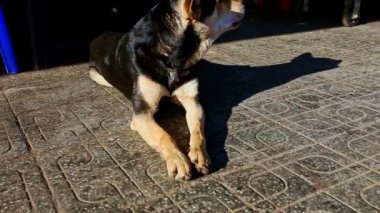 çoban köpeği sokak kaldırımda duruyor 