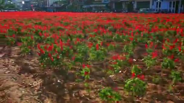 Plantación de flores salvia frente a edificios de la calle — Vídeo de stock