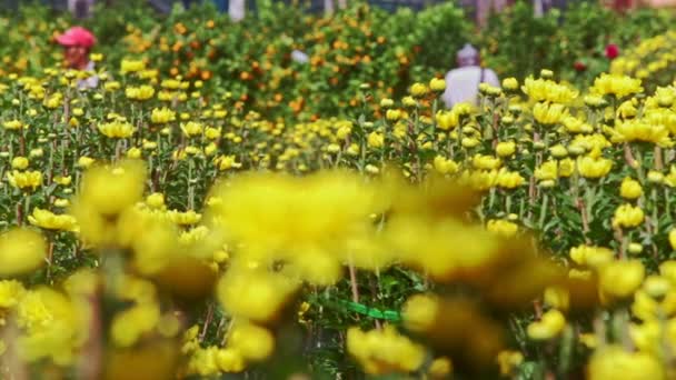 La gente camina entre flores de crisantemo amarillo — Vídeos de Stock