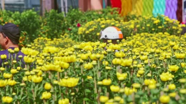 La gente camina entre flores de crisantemo amarillo — Vídeo de stock