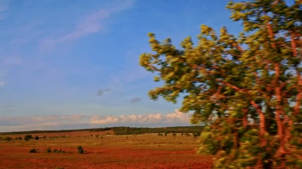 Сельские пейзажные поля с деревьями и кустарниками — стоковое видео