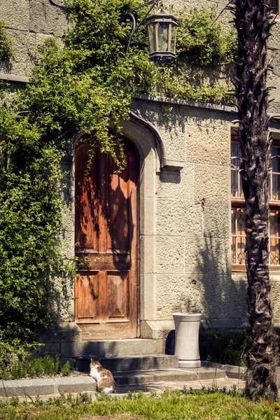 Closeup Zelené Horolezec Liana Hnědá Dřevěných Dveří Lucernou Voroncovův Palác — Stock fotografie