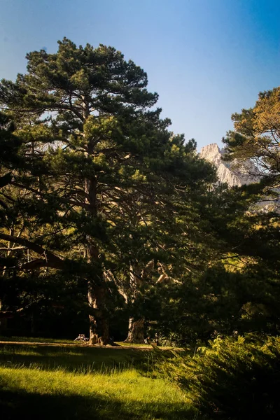 Distant Rocky Mountain Peak Surrounded Green Forest Sunlight Vorontsov Palace — Stock Photo, Image