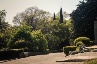 Vorontsov palace park yürüyüş-yol boyunca yakınındaki Kırım'yeşil Kozalaklı çalı selvi