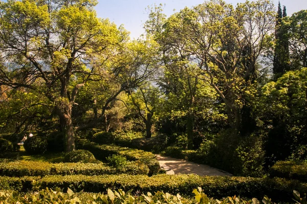 Krym Woroncow Palace Park Zielony Wiosna Drzew Pod Światło Słoneczne — Zdjęcie stockowe