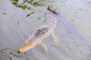 büyük timsah baş yetiştirme çiftliği turizm Park Vietnam üzerinde şeffaf sakinleştirmek gölet su altında