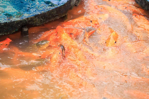 Large Golden Fishes Swim Farm Lake Tropical Tourist Park — Stock Photo, Image