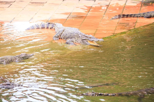 Crocodilo Grande Com Boca Aberta Encontra Superfície Pedra Lagoa Fazenda — Fotografia de Stock