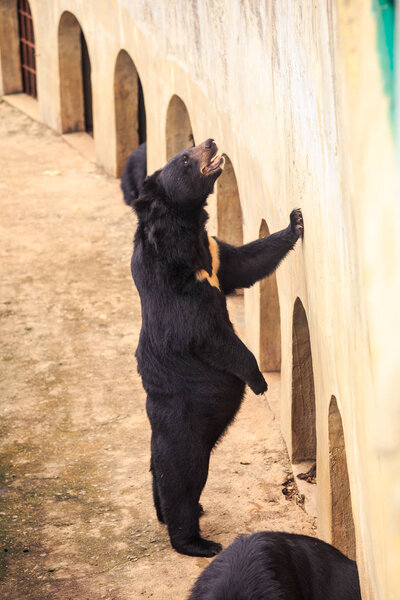 large black bear stands by high barrier stone wall with iron-barred windows in zoo in Asia