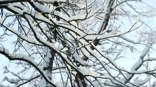 Zbliżenie gałązka drzewa pokryte śniegiem — Wideo stockowe