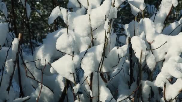 Primi piani bassi cespugli ricoperti di neve bianca — Video Stock