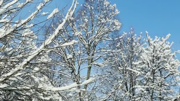 Tampos de árvore closeup cobertos com neve branca — Vídeo de Stock