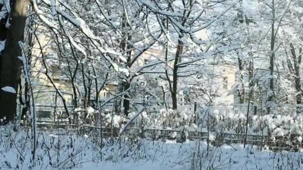 Invierno Viejo Patio Con Árboles Cubiertos Nieve Blanca Esponjosa Contra — Vídeos de Stock