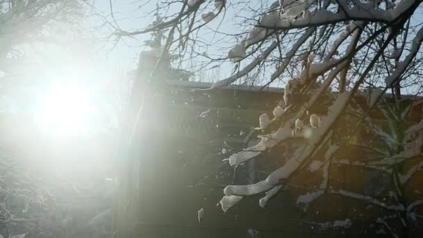 明亮的冬日阳光透过树枝覆盖着白色蓬松的雪对着蓝天照射 — 图库视频影像