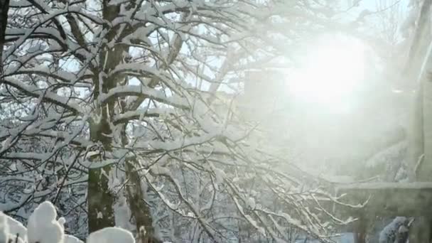 Heldere Winter Zonlicht Schijnt Door Boom Twijgen Bedekt Met Witte — Stockvideo