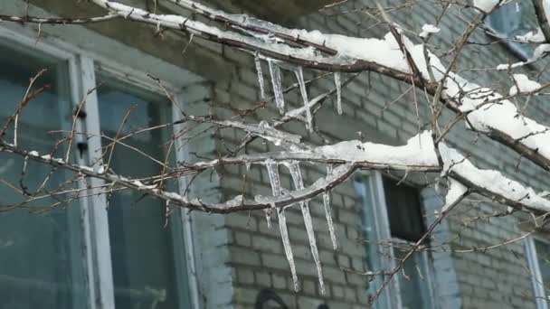 Closeup Icicles Στα Δέντρα Χειμώνα Κοντά Στο Παλιό Σπίτι Λευκά — Αρχείο Βίντεο