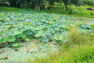 Asya'nın tropikal parkta çim arasında closeup Panoraması pembe lotus çiçekleri gölet ve yeşil yaprakları